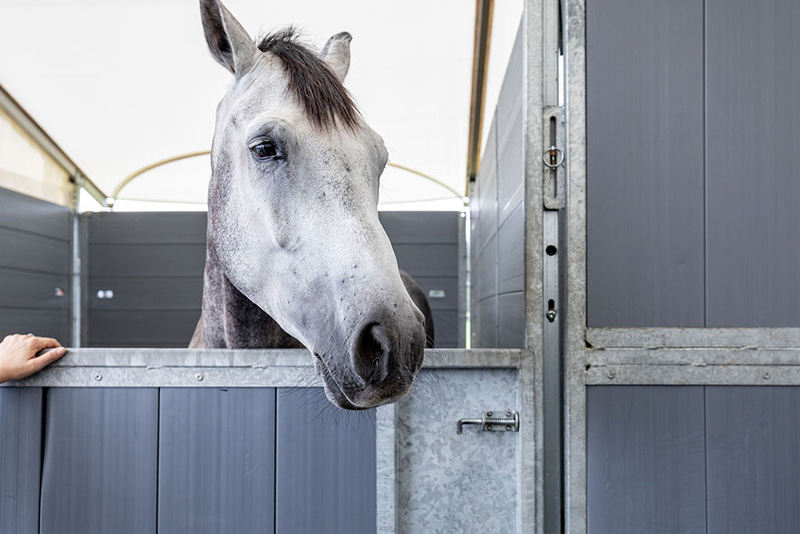 a horse in a horse stall